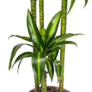 Dracaena Deremensis Hawaiian Sunshine