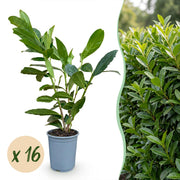 Laurierkers Caucasica