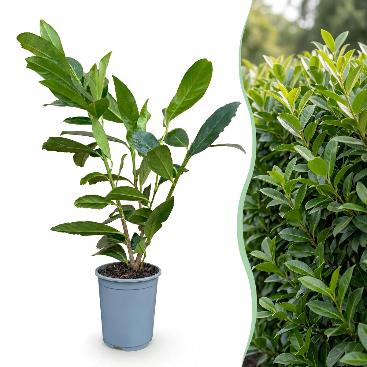 Laurierkers Caucasica, plant in pot
