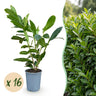 Laurierkers Caucasica