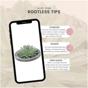 ROOTLESS Succulent Echeveria Pulidonis in schaal &