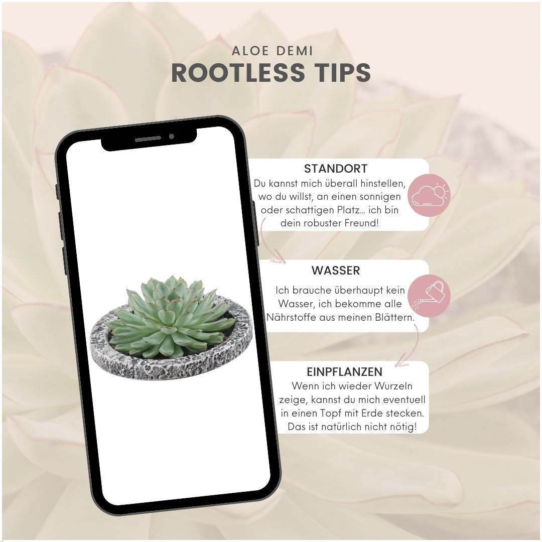 ROOTLESS Succulent Echeveria Pulidonis in schaal 'Concrete', groeiwijze van de plant