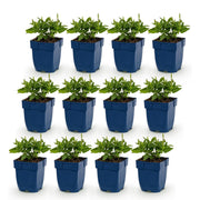 Salie nem. Sense Deepl Blue, 12x met paarse bloemen