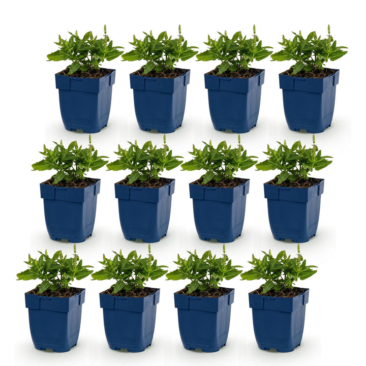 Salie nem. Sense Deepl Blue, 12x met paarse bloemen