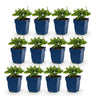 Salie nem. Sense Deepl Blue, 12x met paarse bloemen
