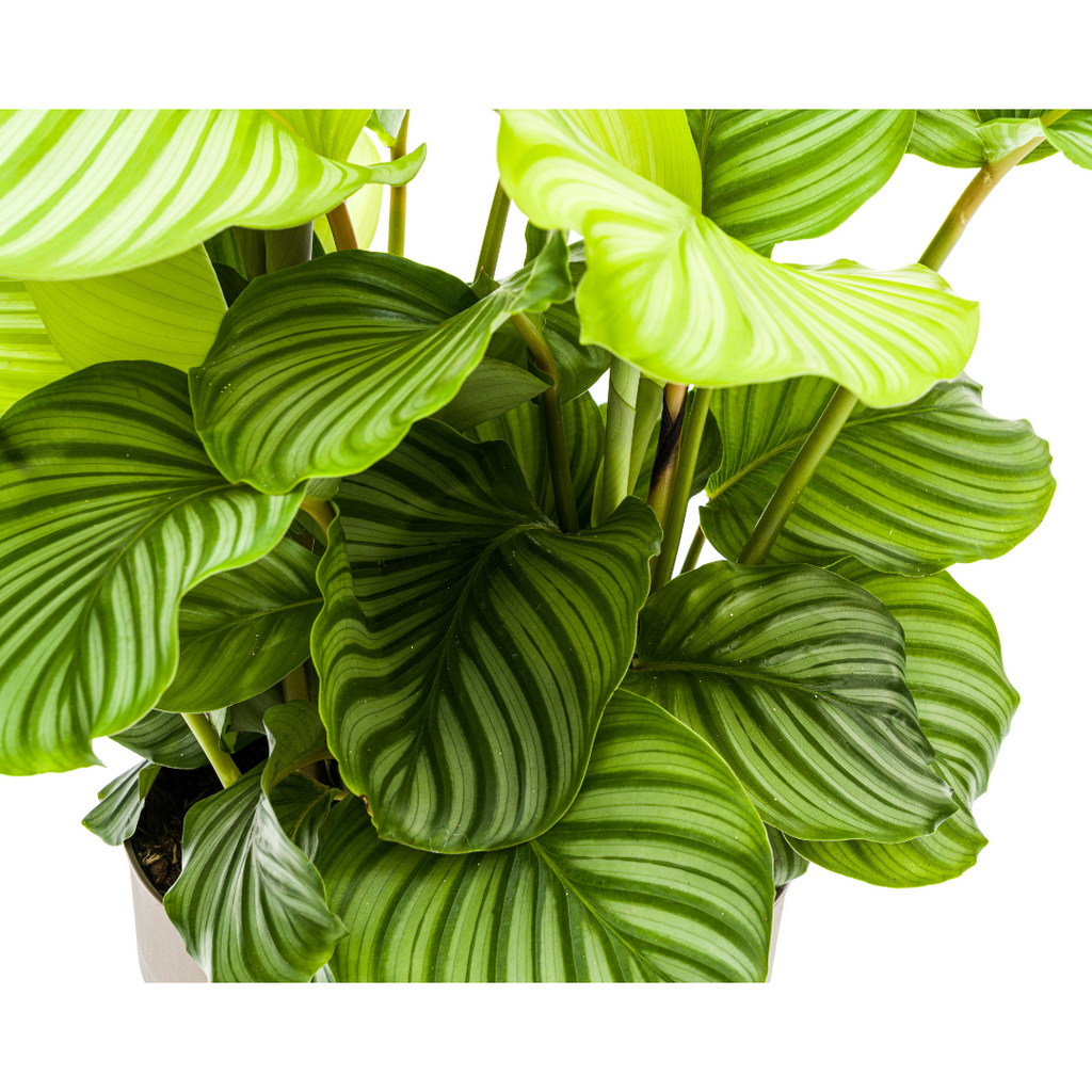 Calathea Orbifolia, kenmerkend blad
