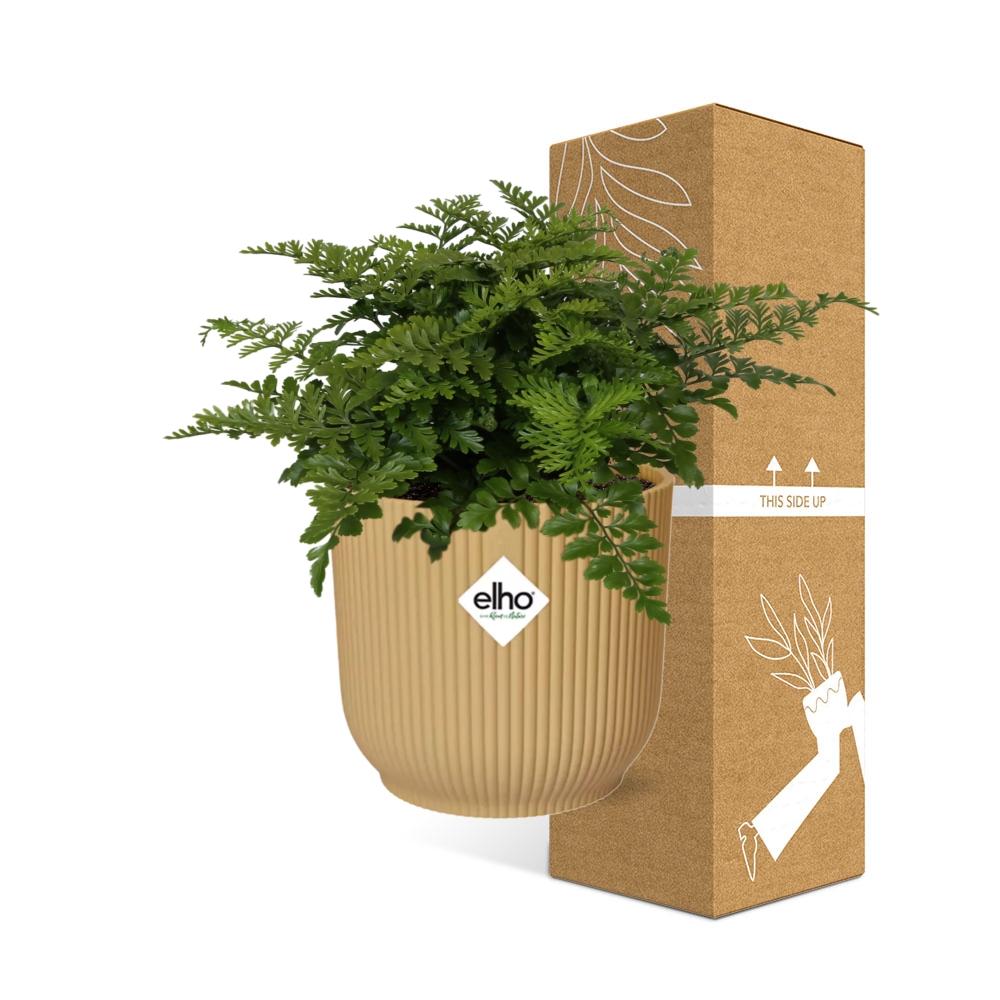 Asplenium Parvati in ELHO Vibes Fold 14cm geel, plant voor tuin en border