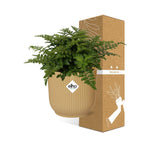 Asplenium Parvati in ELHO Vibes Fold 14cm geel, plant voor tuin en border