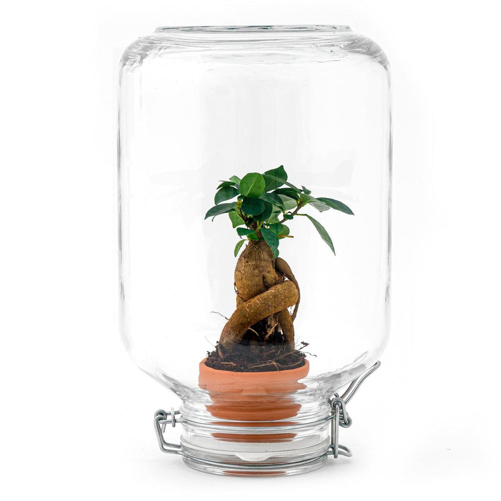Productfoto van Easyplant bonsai, zelfverzorgend mini-ecosysteem