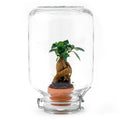 Productfoto van Easyplant bonsai, zelfverzorgend mini-ecosysteem
