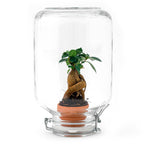 Productfoto van Easyplant bonsai, zelfverzorgend mini-ecosysteem