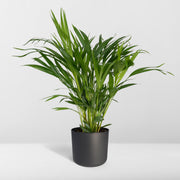 Dypsis lutescens, areca goudpalm, 60 cm hoog