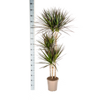 Dracaena Marginata Magenta, detail van het blad