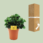 Peperomia Burning Bush
