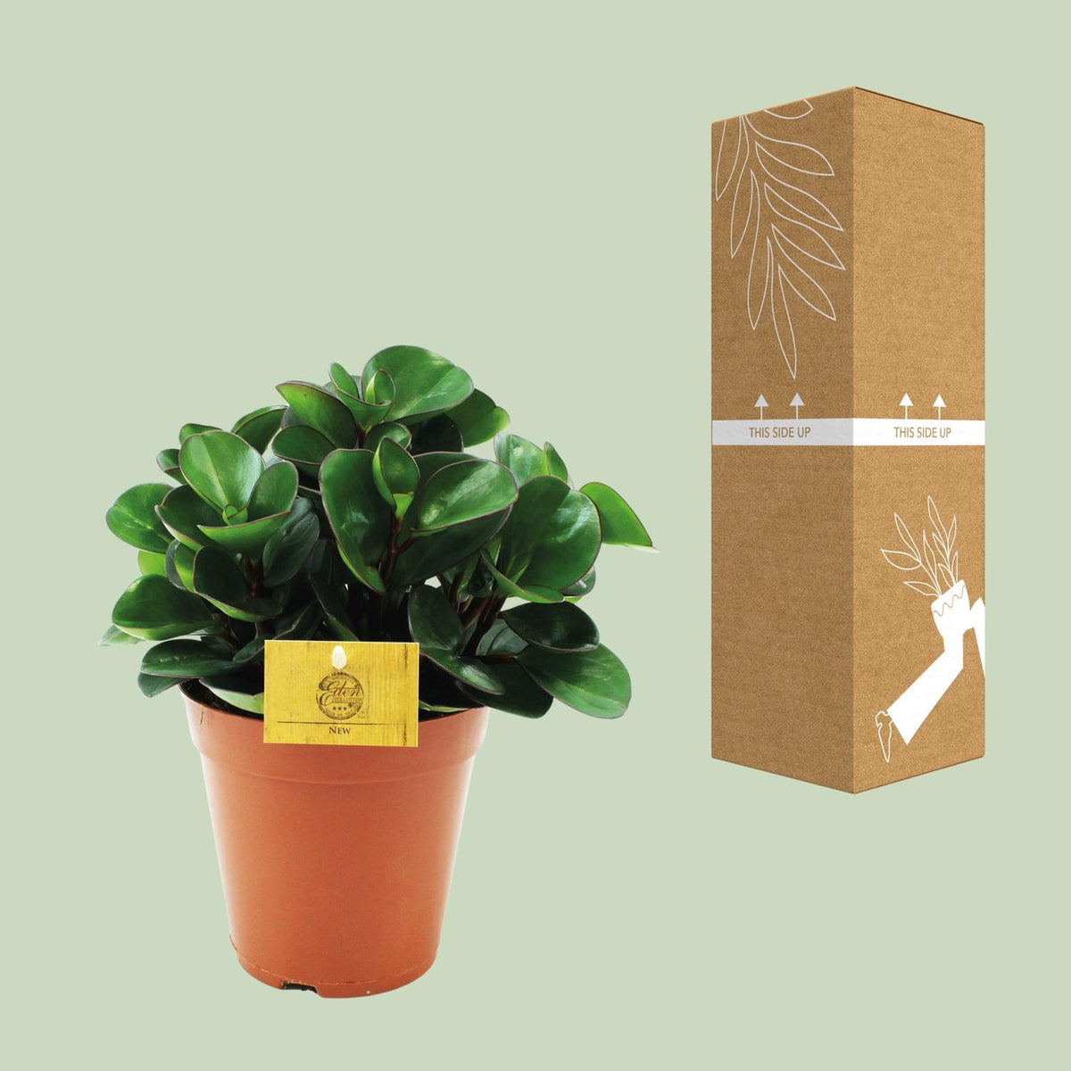 Detailfoto van Peperomia Burning Bush