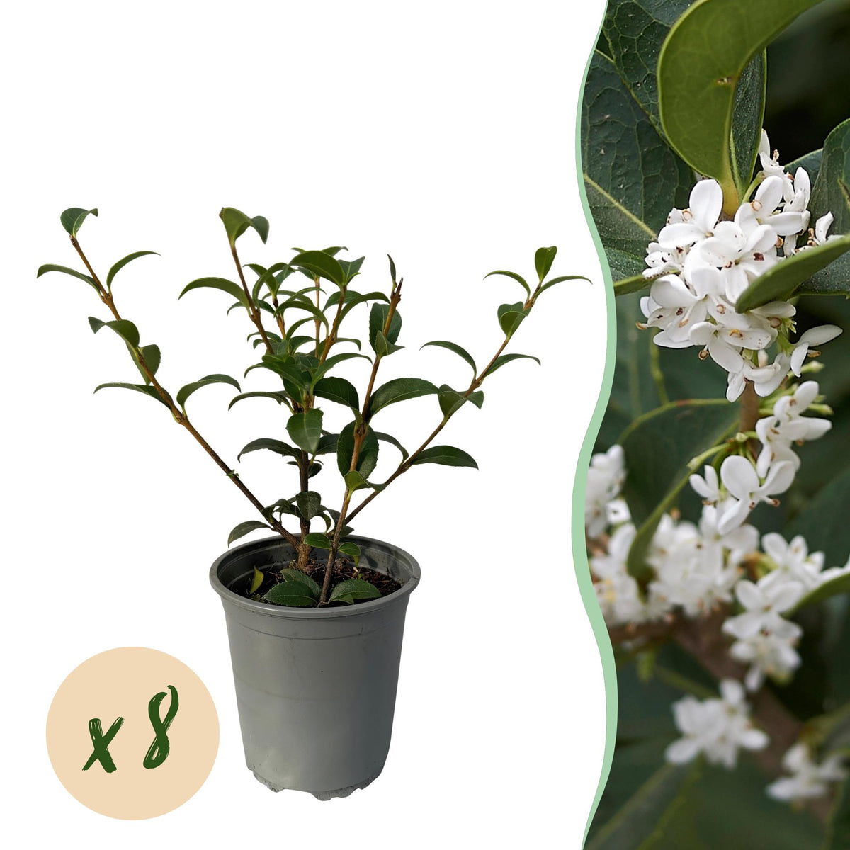 Osmathus burkwoodii, plant in pot