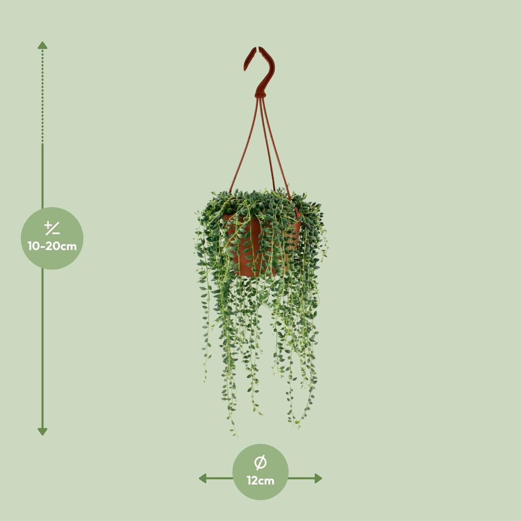 Detailfoto van Senecio Herreianus