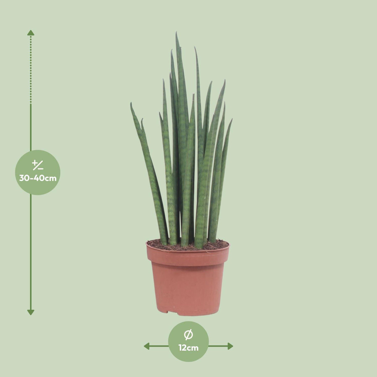 Detailfoto van Sansevieria Mikado