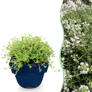Thymus praecox Albiflorus - Witte kruiptijm - Geurend - Wit - 24 Planten