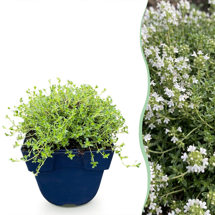 Thymus praecox Albiflorus - Witte kruiptijm - Geurend - Wit - 24 Planten