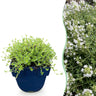 Thymus praecox Albiflorus - Witte kruiptijm - Geurend - Wit - 24 Planten