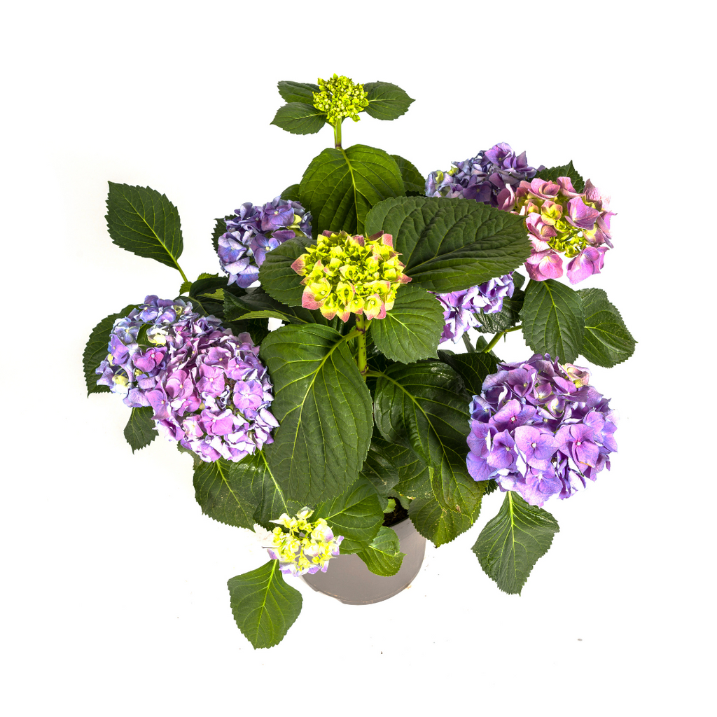 Productafbeelding van Pureplant
