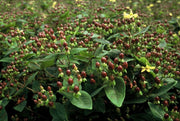 Hypericum inodorum &