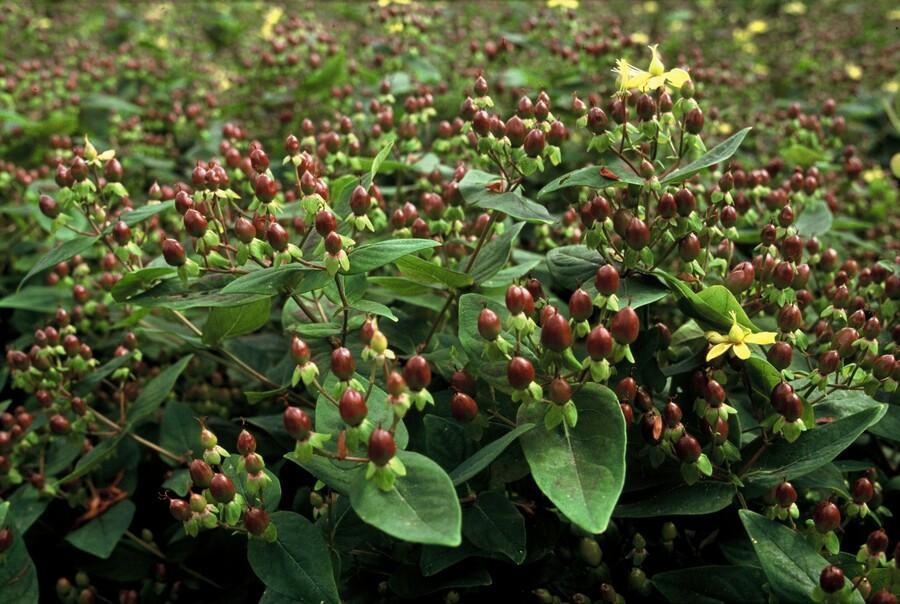 Hypericum inodorum 'Rheingold', groeiwijze van de plant