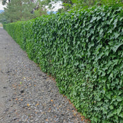 Hedera Hibernica