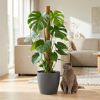 Gatenplant - Monstera Deliciosa mosstok  met grijze pot, kenmerkend blad