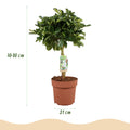Schefflera Gold Capelle, kenmerkend blad