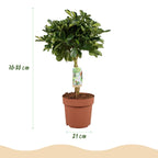 Schefflera Gold Capelle, kenmerkend blad
