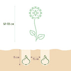 Bulb Garden Allium mix, groene bladeren