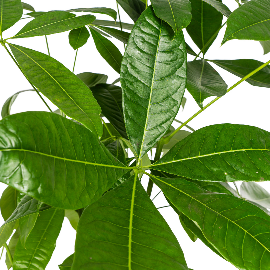 Pachira Aquatica, kenmerkend blad