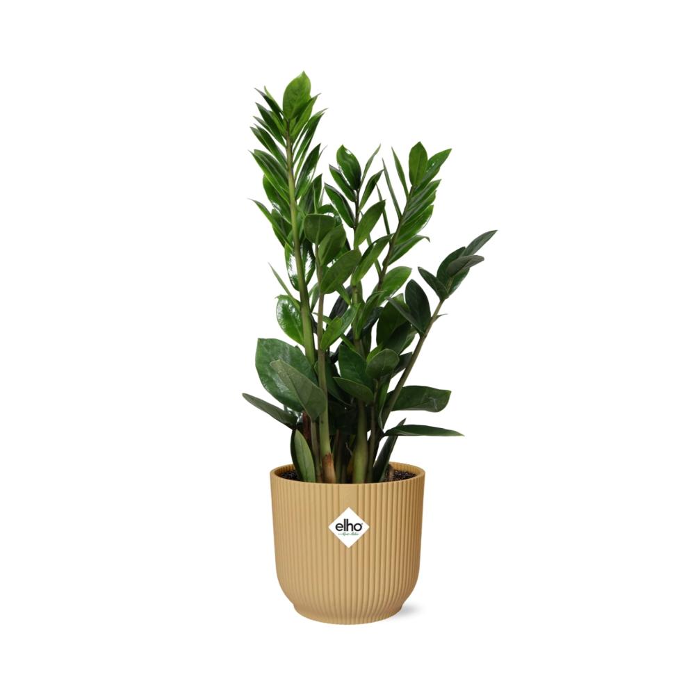 Detailfoto van Zamioculcas in ELHO Vibes Fold 14cm geel
