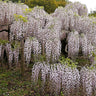 Wisteria floribunda Rosea