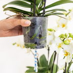Witte Lausanne orchidee + rode Diabolo sierpot, groene bladeren