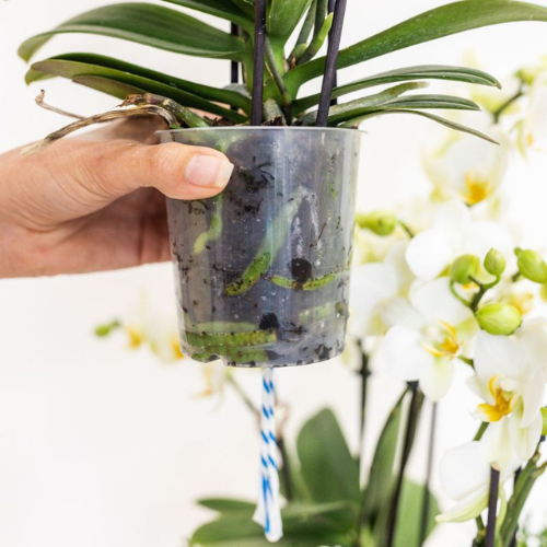 Witte Lausanne orchidee + rode Diabolo sierpot, groene bladeren