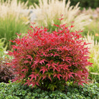 Nandina Blush Pink, groeiwijze van de plant