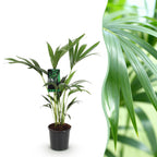 Howea Forsteriana, 70-75 cm hoog, sterke plant
