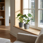 Monstera Deliciosa - Gatenplant met grijze pot, compacte kamerplant