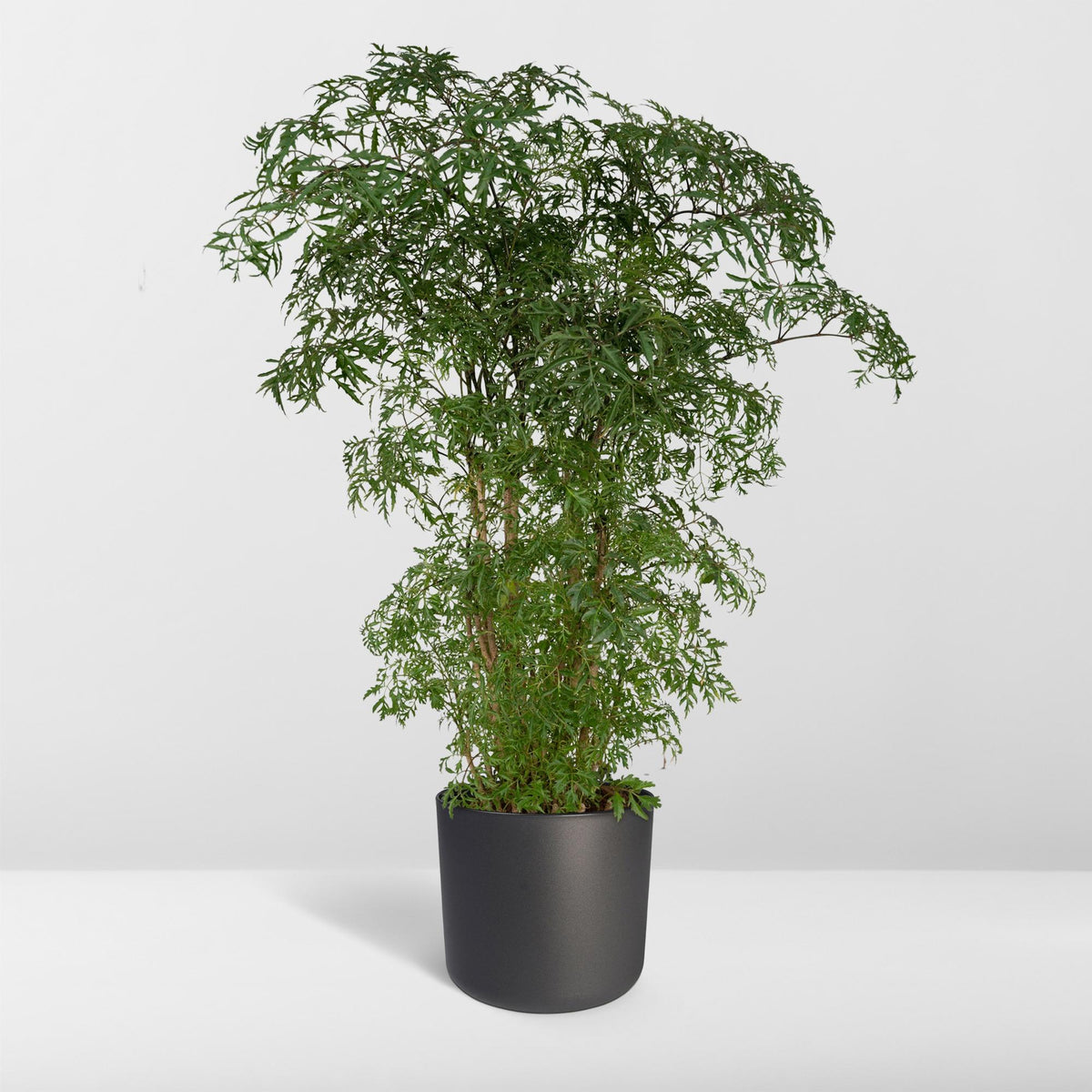 Detailfoto van Polyscias Fruticosa (Aralia)