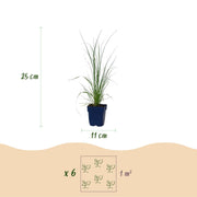 Cortaderia sell. Pumila - Dwergpampasgras - Met Pluim - Grijs - 6 Planten