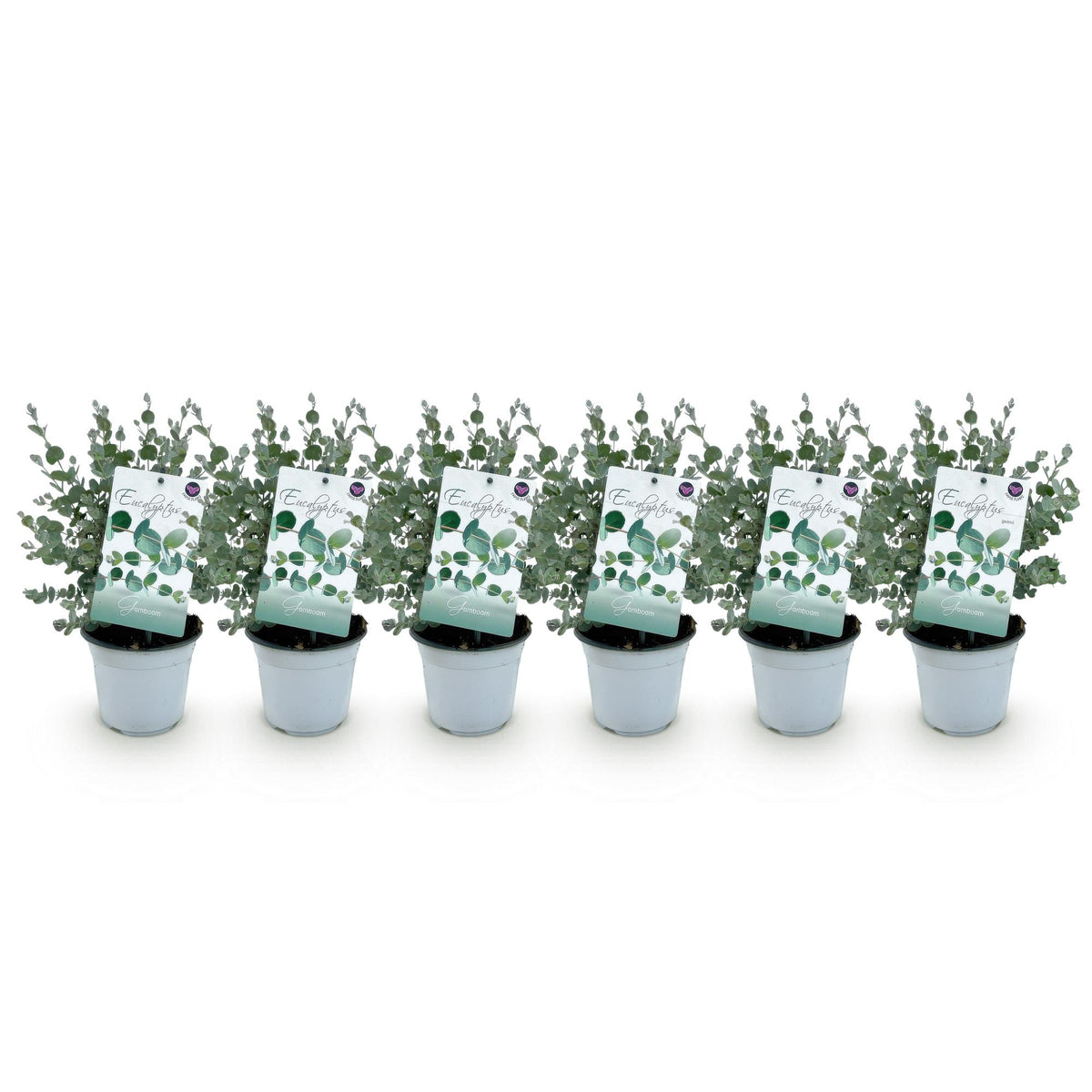 Eucalyptus gunnii, 30 cm hoog, plant in pot