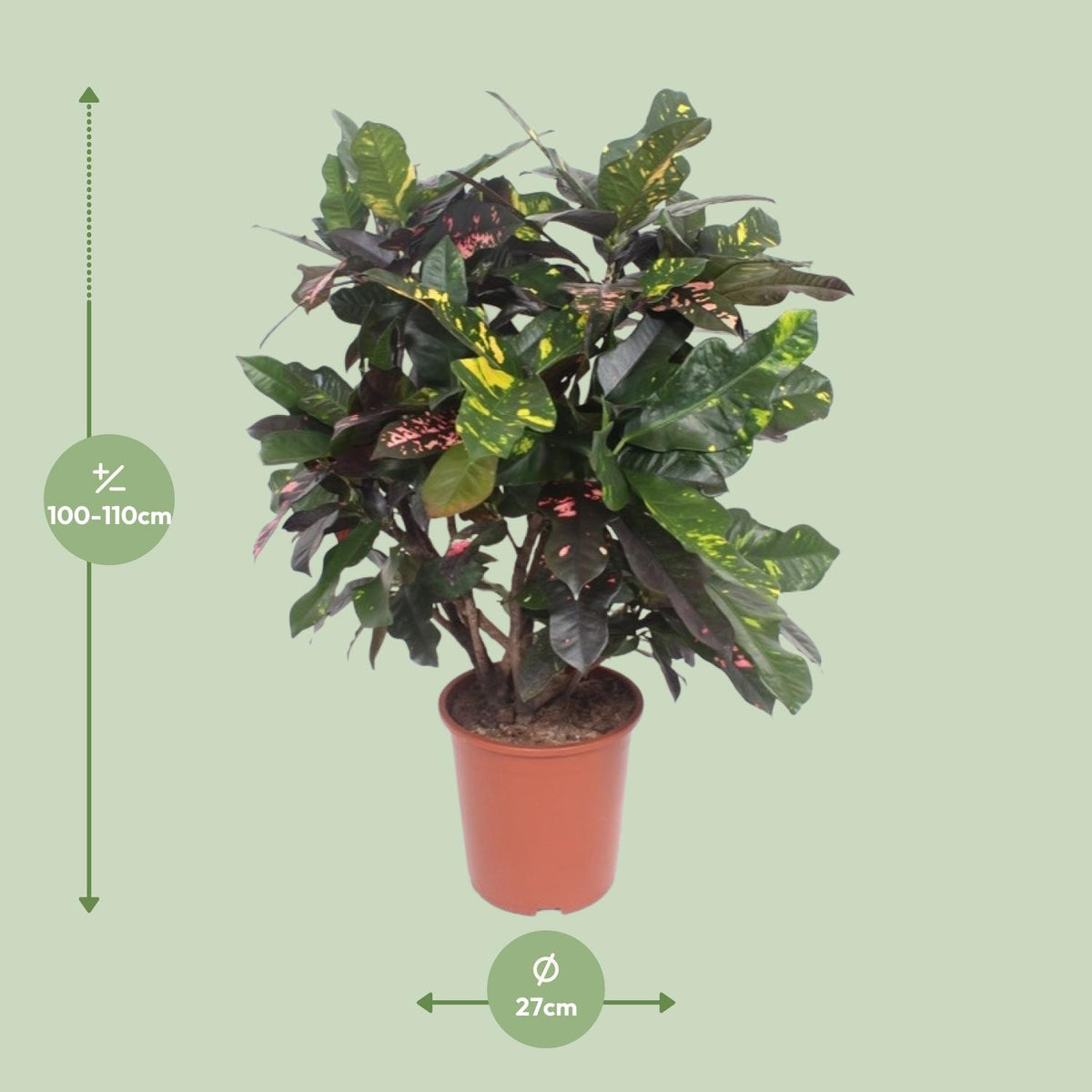 Codiaeum Magnificent (Croton Magnificent), detail van het blad
