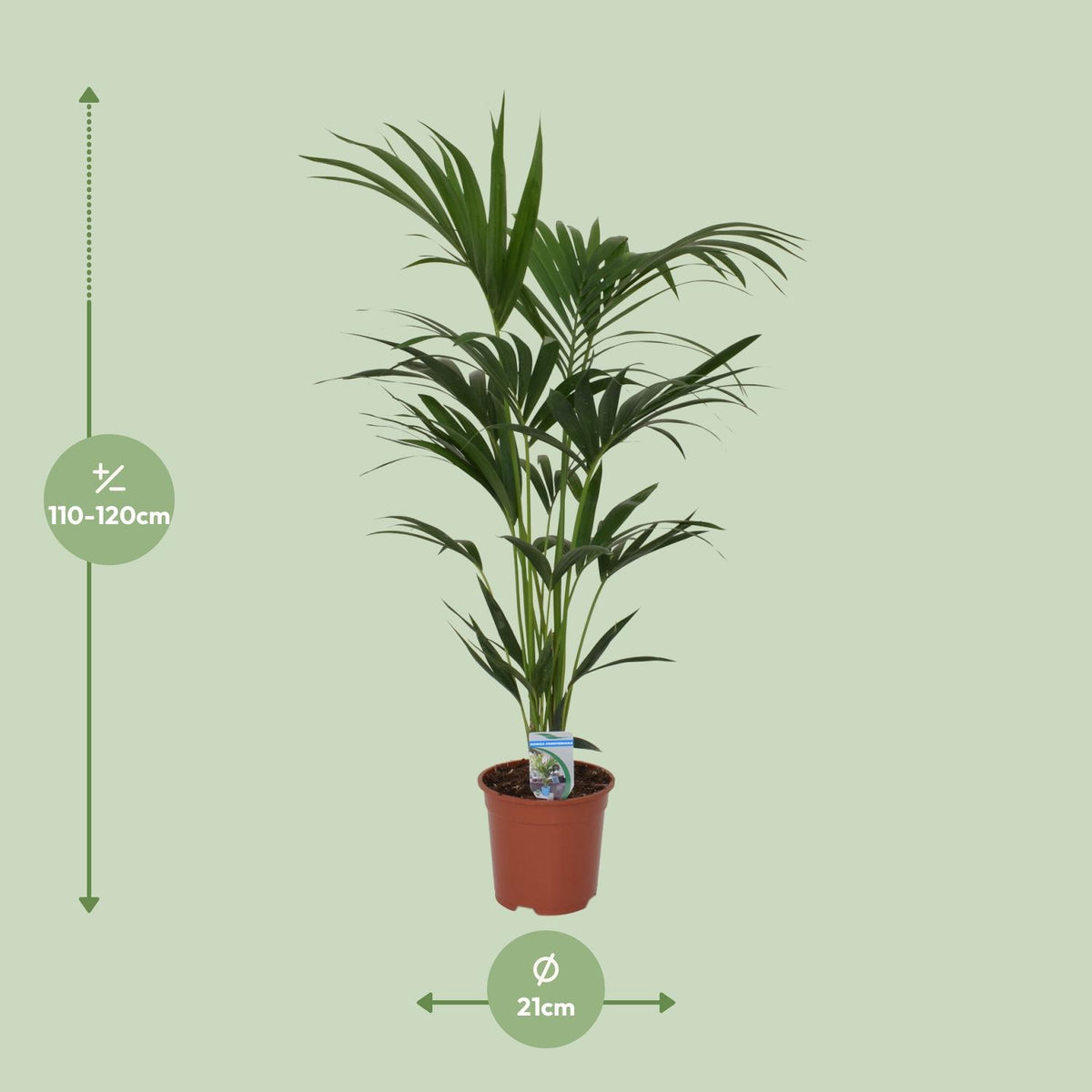 Howea forsteriana, detail van het blad