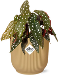 Productfoto van Begonia Maculata + ELHO Vibes Fold 14cm geel