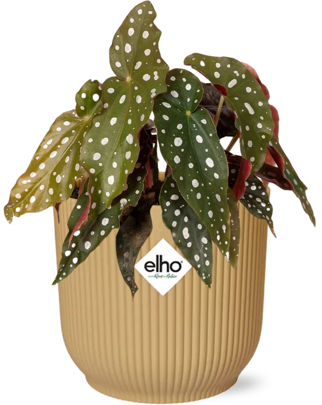 Productfoto van Begonia Maculata + ELHO Vibes Fold 14cm geel