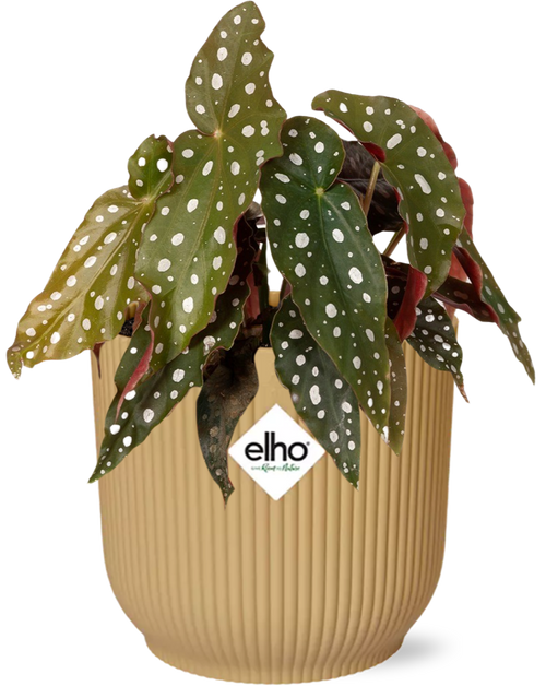 Productfoto van Begonia Maculata + ELHO Vibes Fold 14cm geel