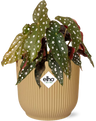 Begonia Maculata + ELHO Vibes Fold 14cm geel